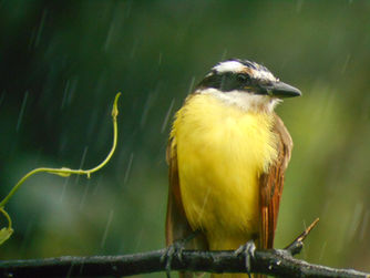 LA FORTUNA - SAN JOSE