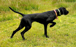 Evergreens The Heart Won’t Lie