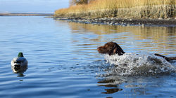 Agate Hills If My Heart Had Wings