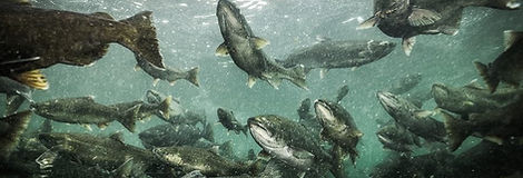 salmon1200x500-888x500.jpeg