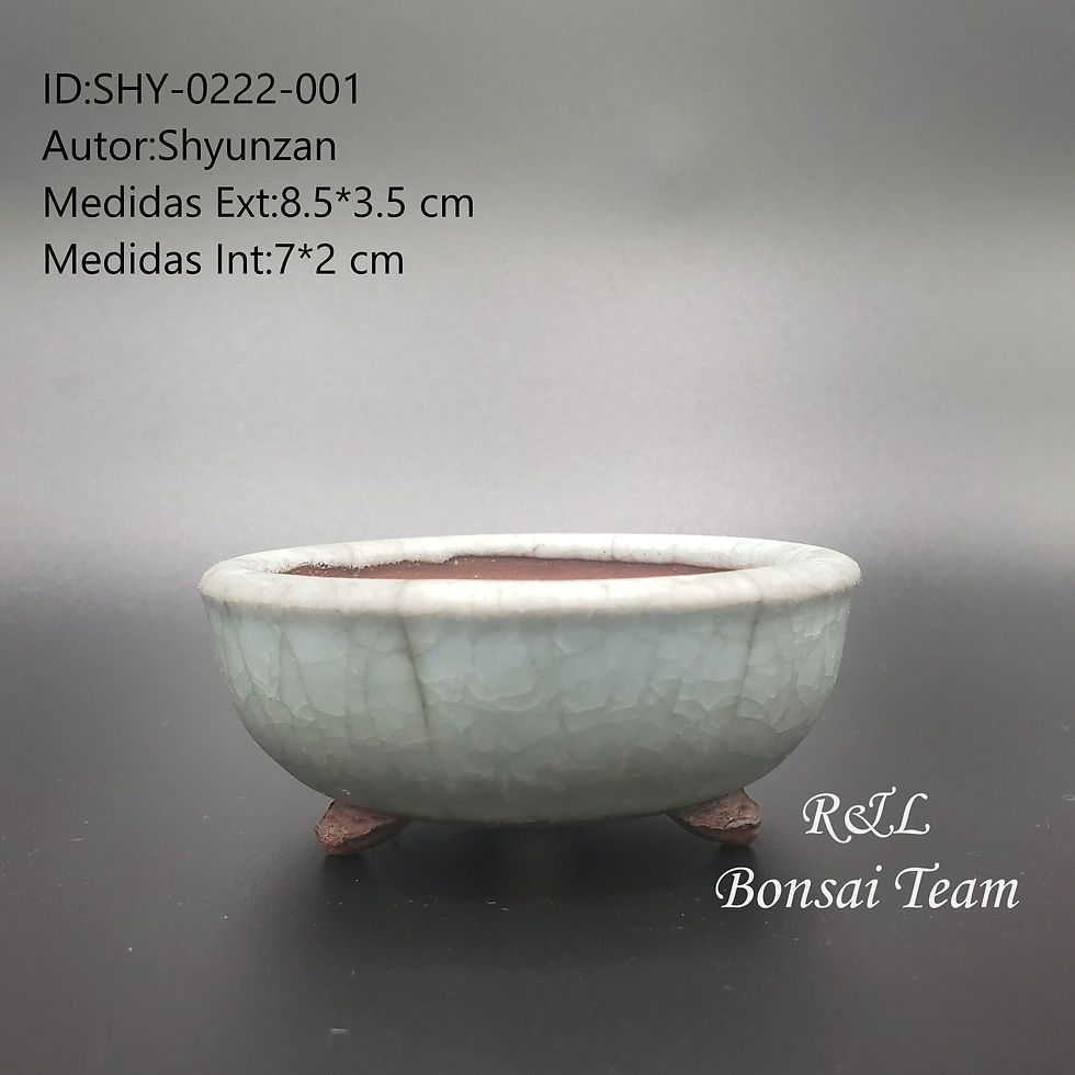 Maceta Bonsai Shyunzan
