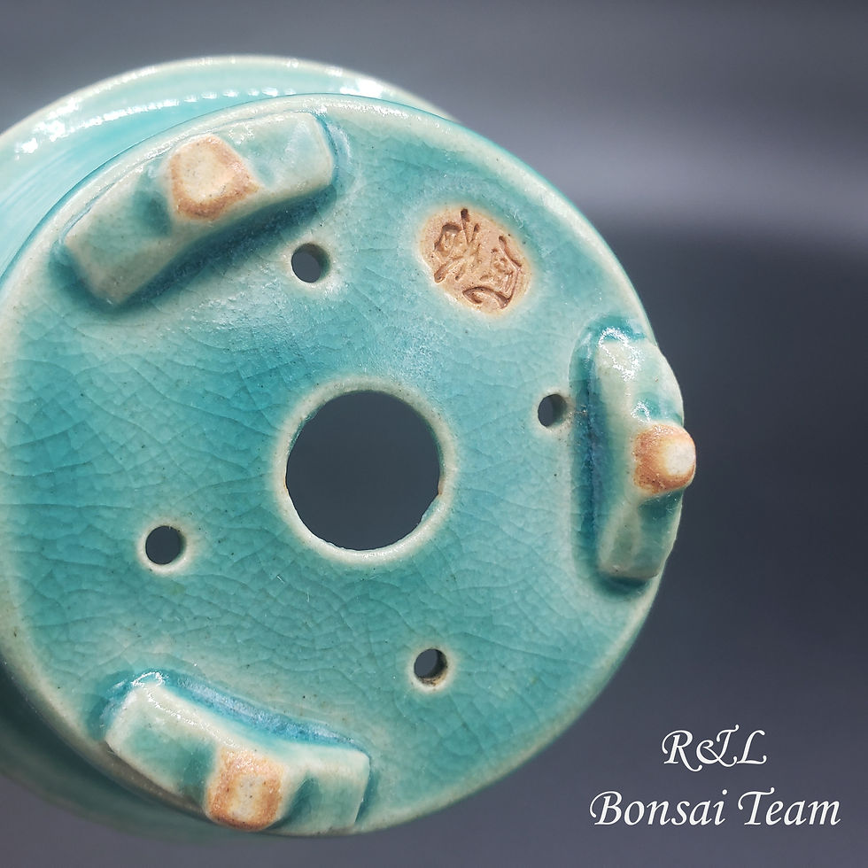 Miniatura: Maceta Bonsai Fuuka