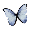 butterfly3_edited.png