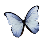 butterfly3_edited.png