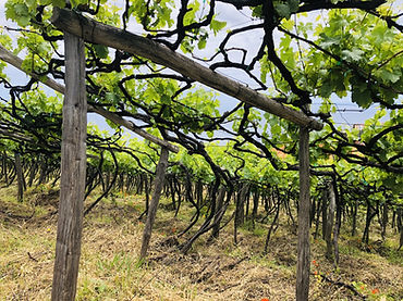 Madeira Wines Latada.jpg