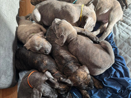 Treehouse Cane Corsos: Meet Our Latest Litters!
