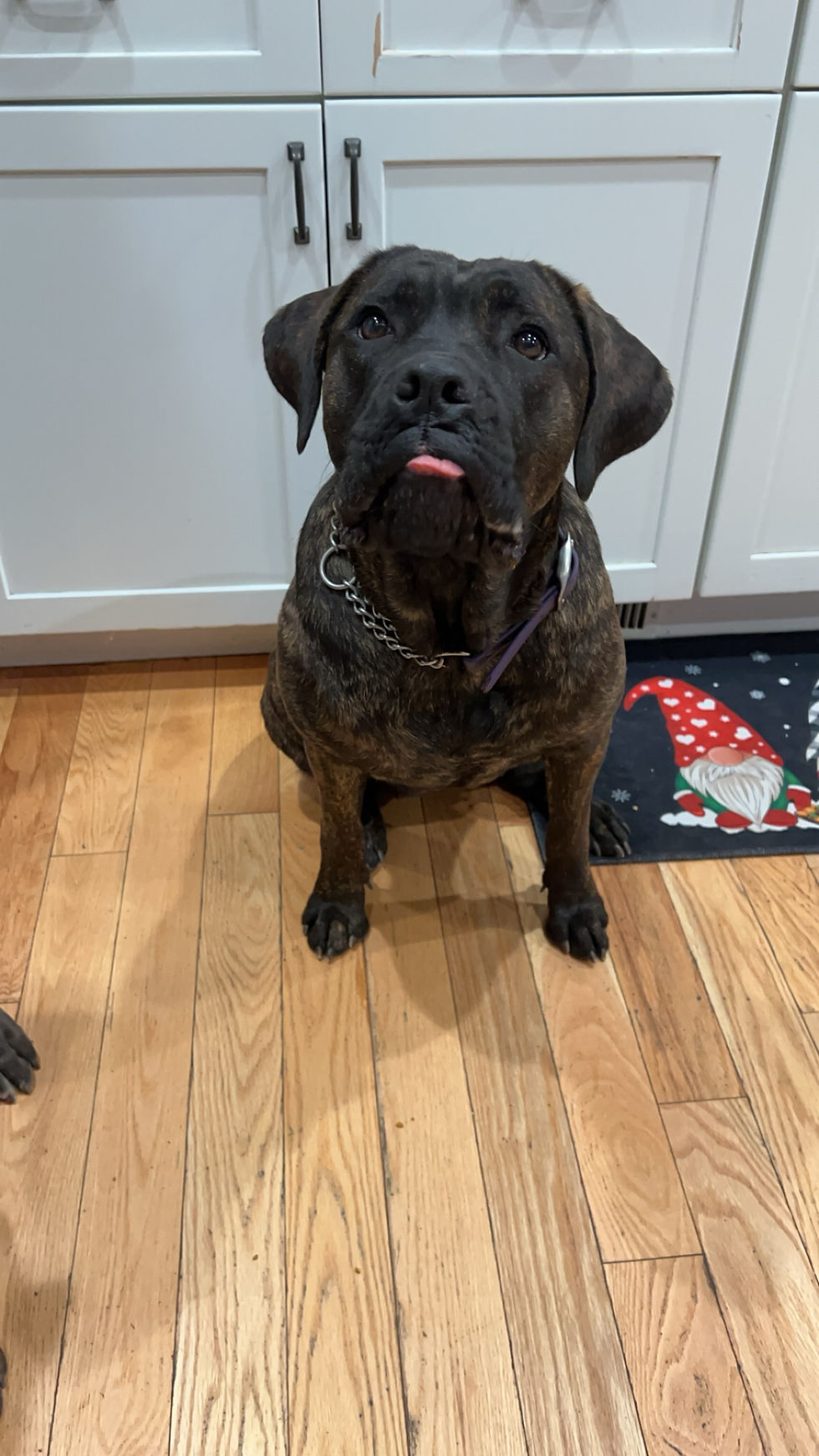 Cane Corso Care Tips for a Happy Family Dog
