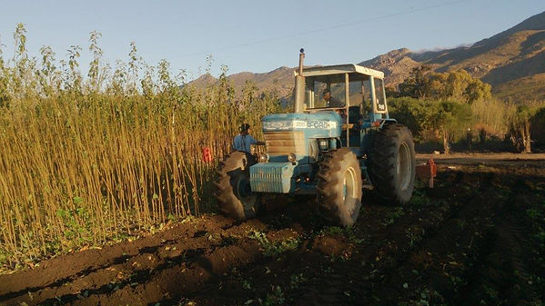 plowing fields for planting new fruit trees