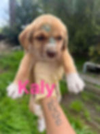 Kaly