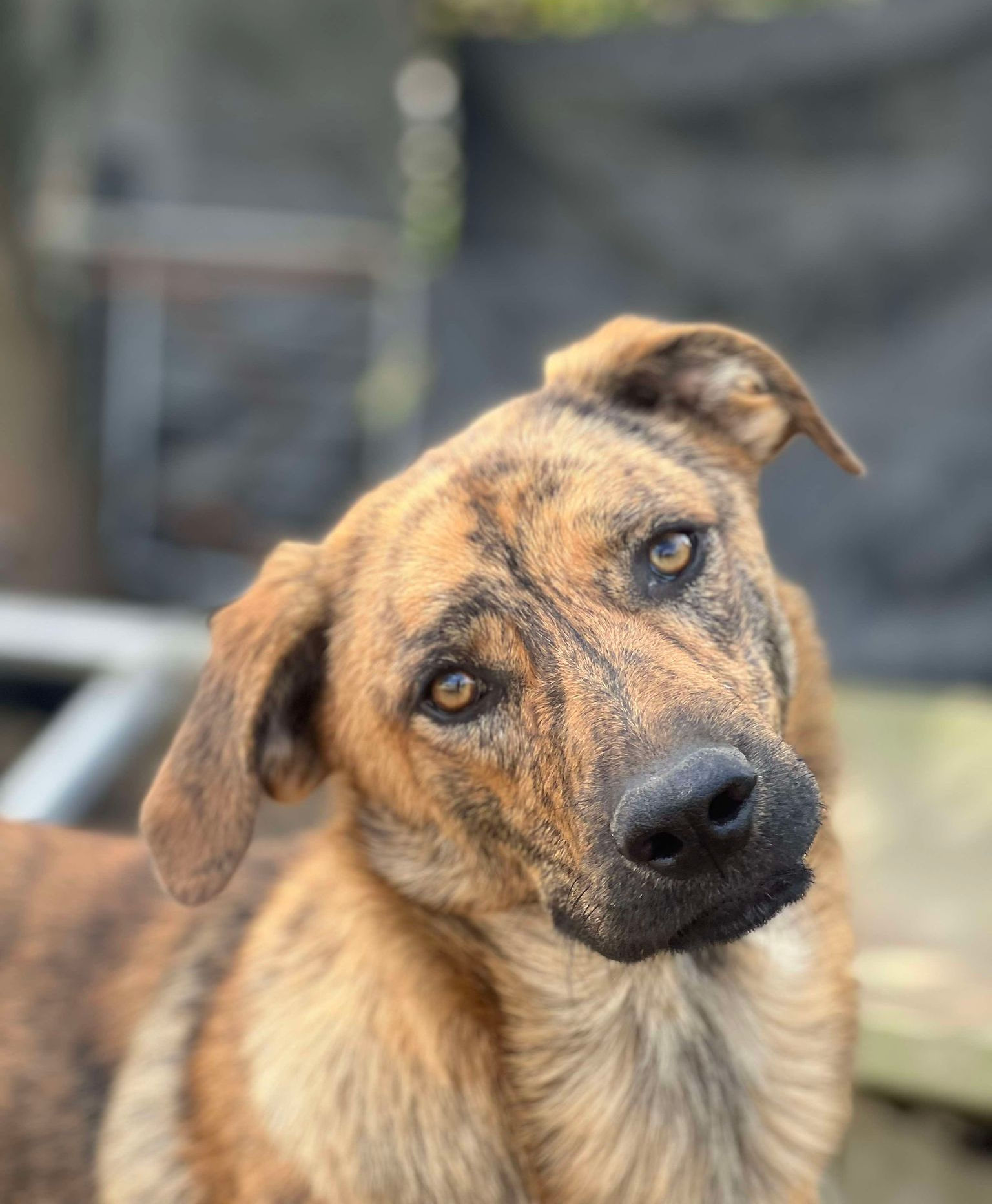 Gorgeous George, late Jan