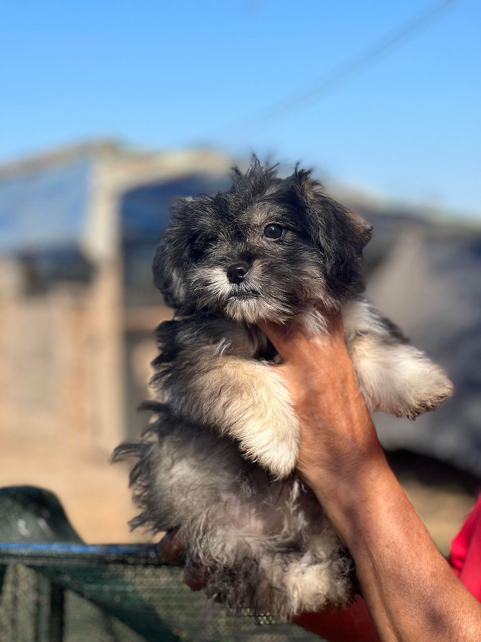 Thumbnail: Nanni, female, small.  July 2023