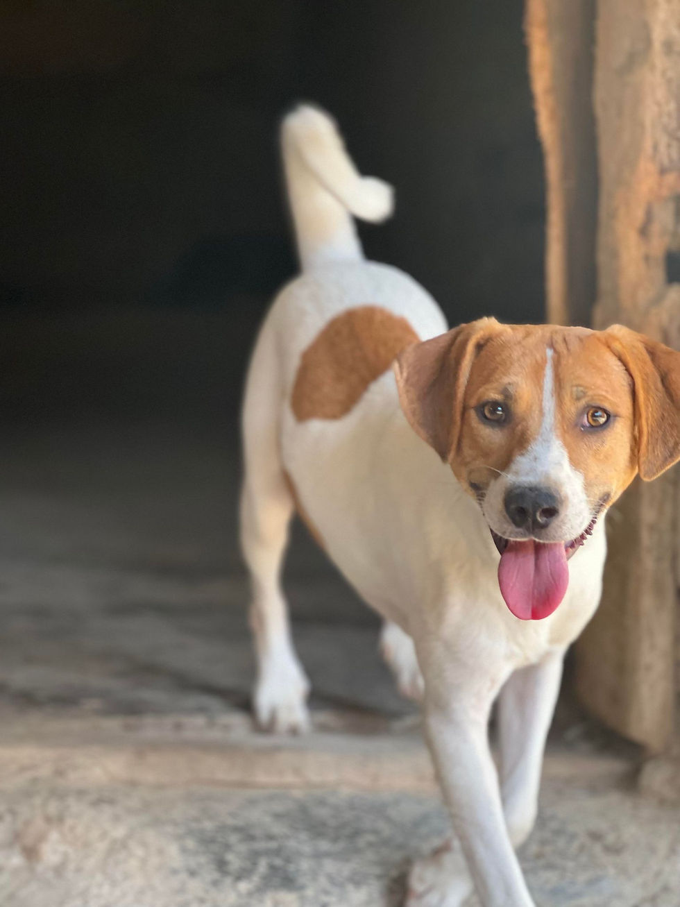 Thumbnail: Onyx, male, Dec 2022