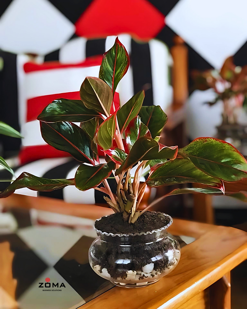 Plant on a table