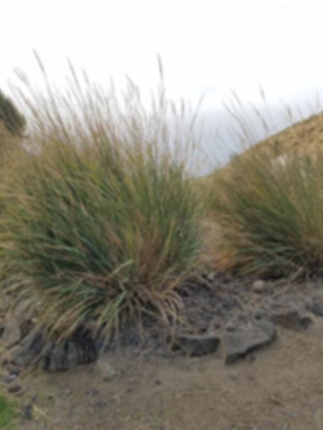 Great Basin Wild Rye