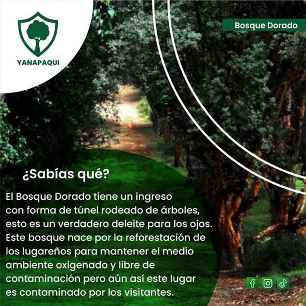 Bosque 2.jpg