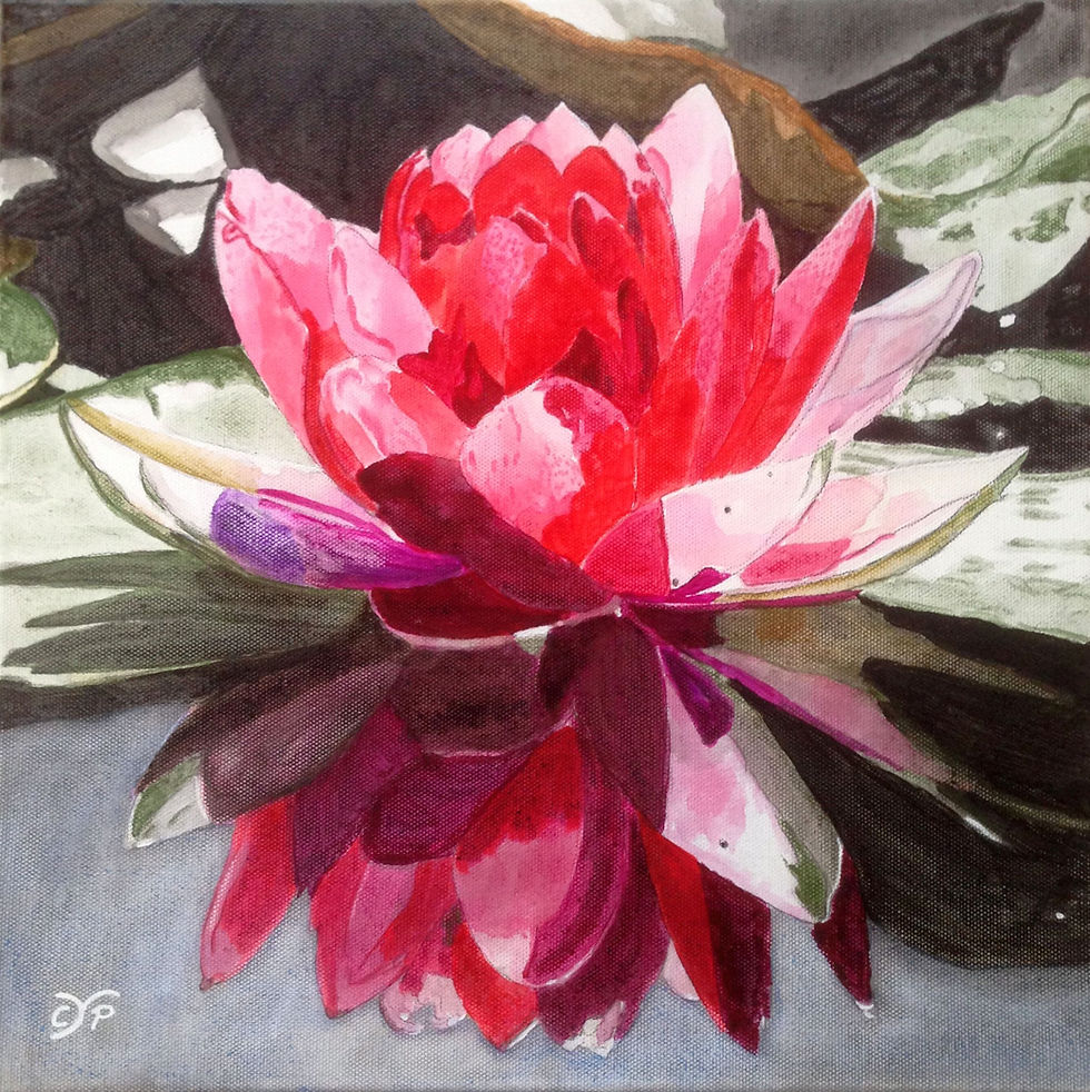 Water lily