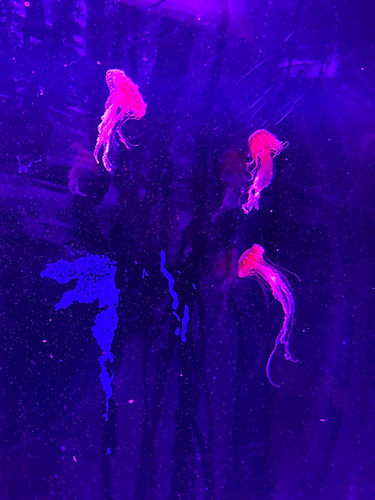 shared image (4).jpeg