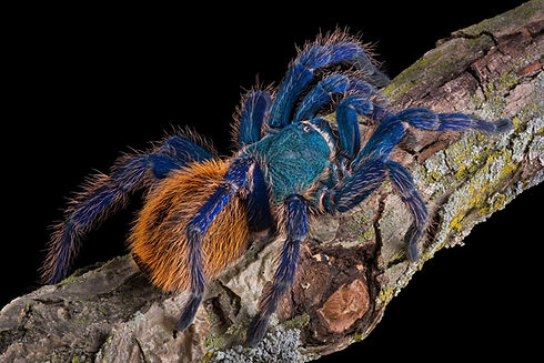 Tarantula peludo