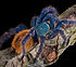 Tarantula