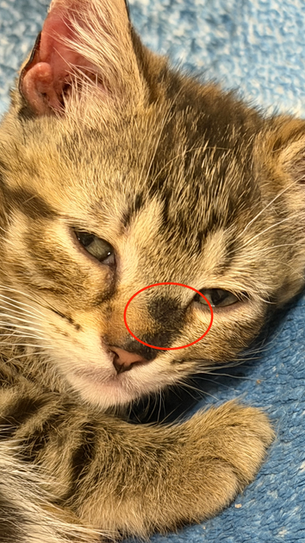 Ringworm in Cats: What Every Cat Owner Should Know
