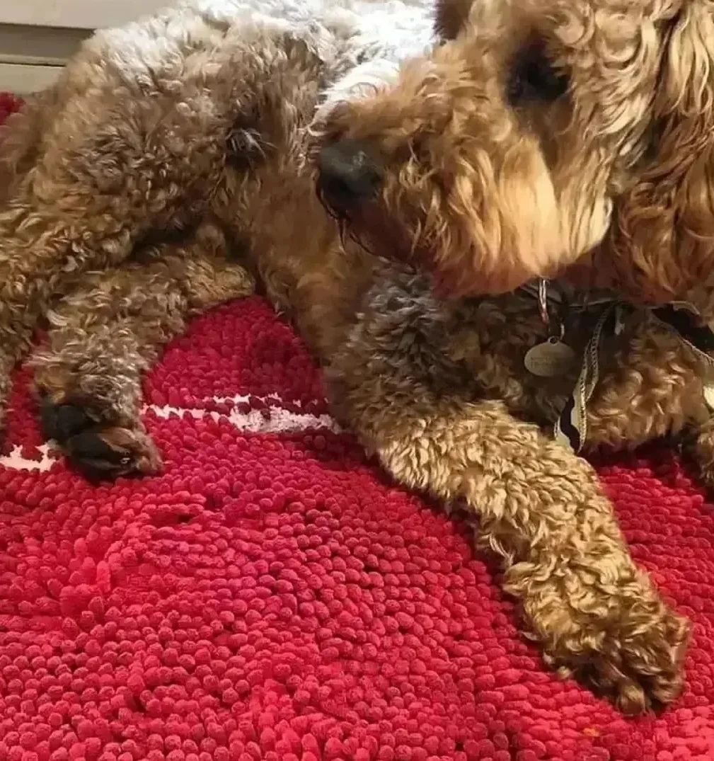 Thumbnail: Soggy Doggy Mat - Velvety Soft