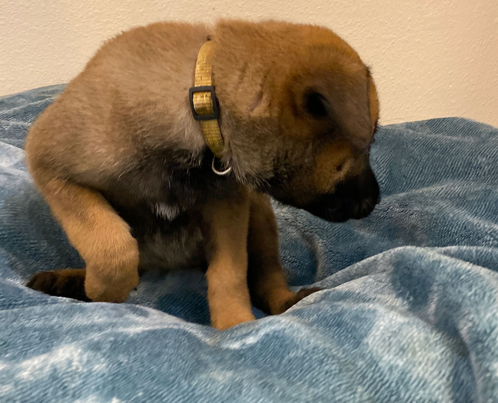 Gold - 5 Weeks Old