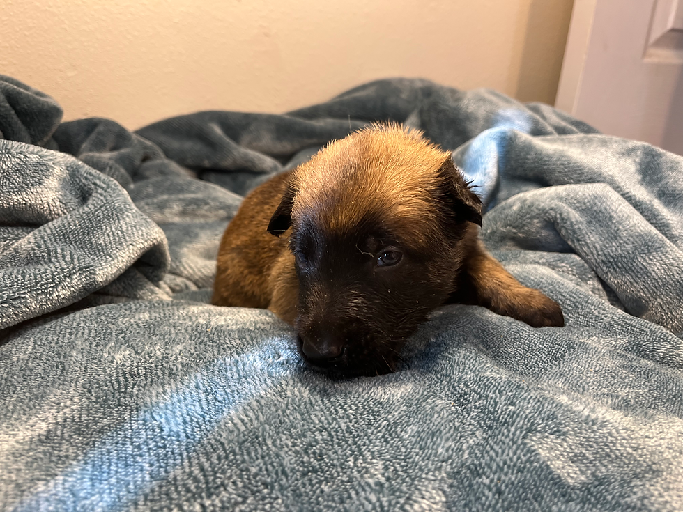 Orange Collar - 3 Weeks