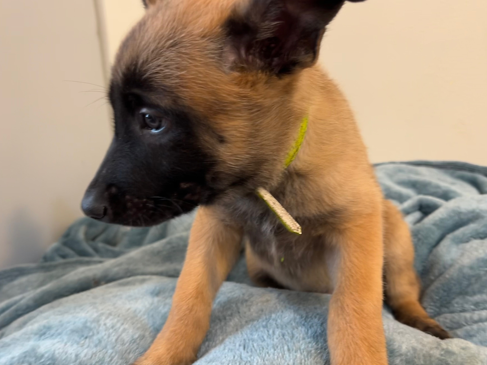 Light Green Collar - 8 Weeks Old