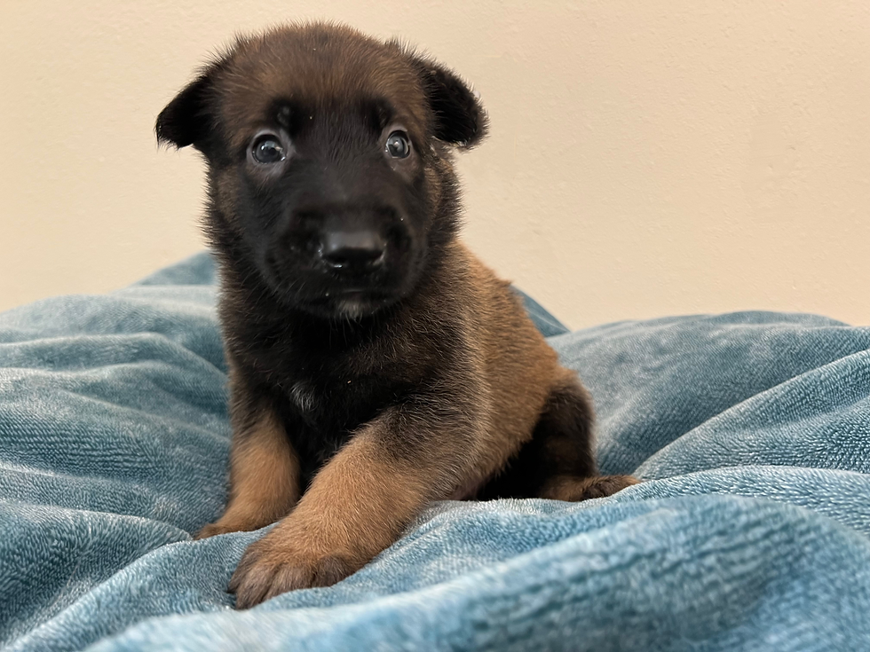 Red Collar - 4 Weeks