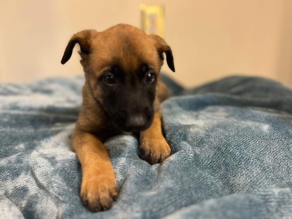 Gold - 6 Weeks Old