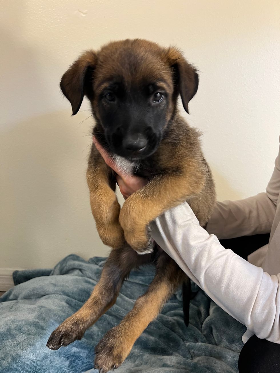 No Collar - 7 Weeks Old