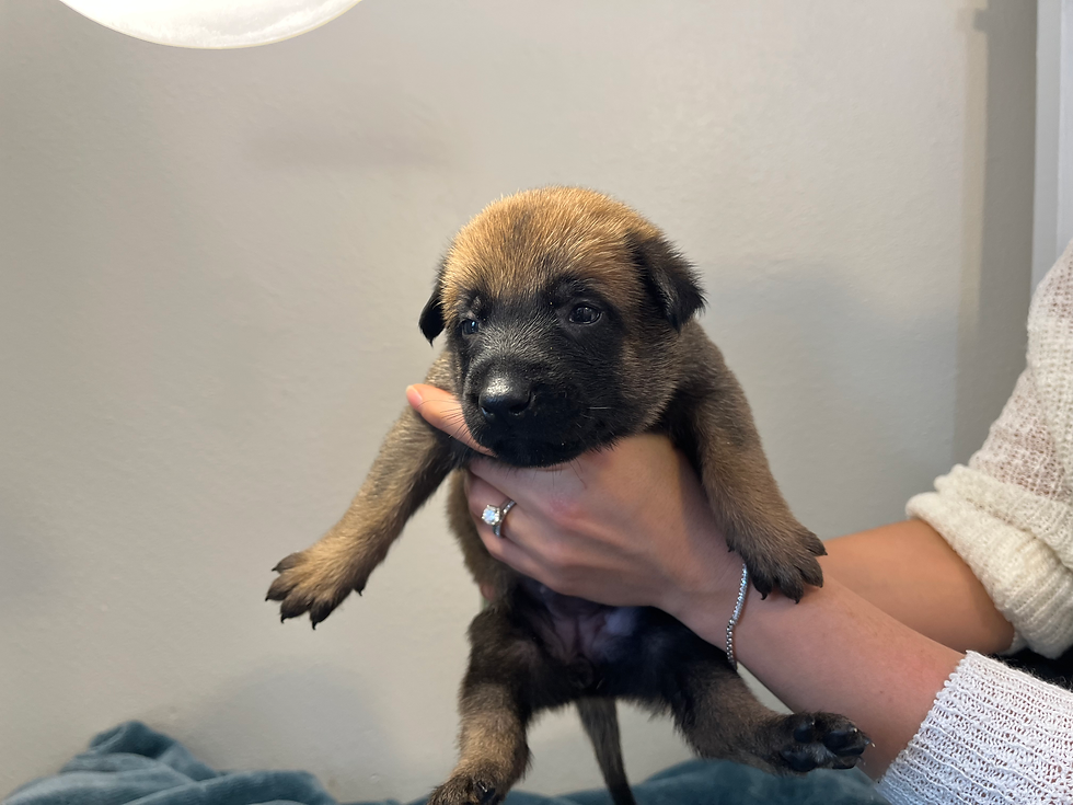 Gold - 3 Weeks Old