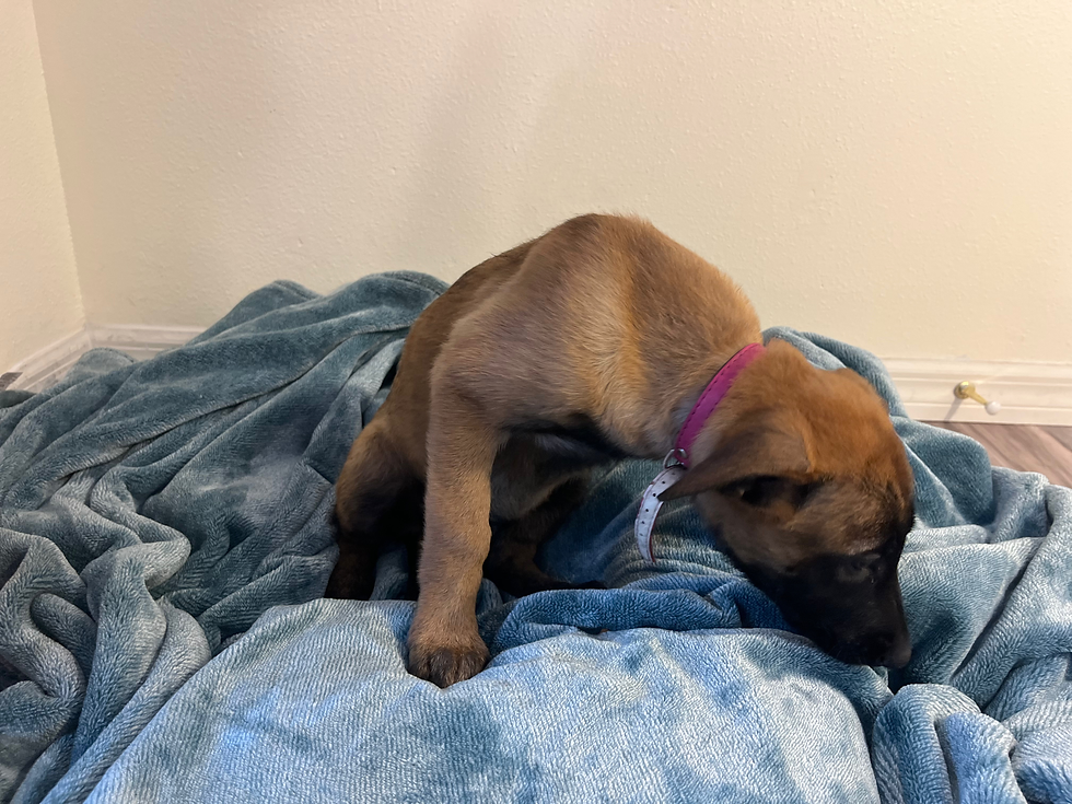 Pink Collar - 9 Weeks Old