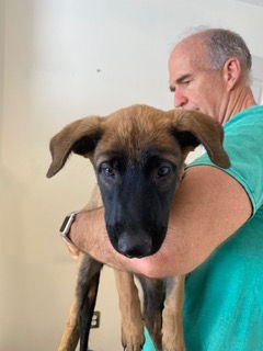 Gold Collar - 10 Weeks