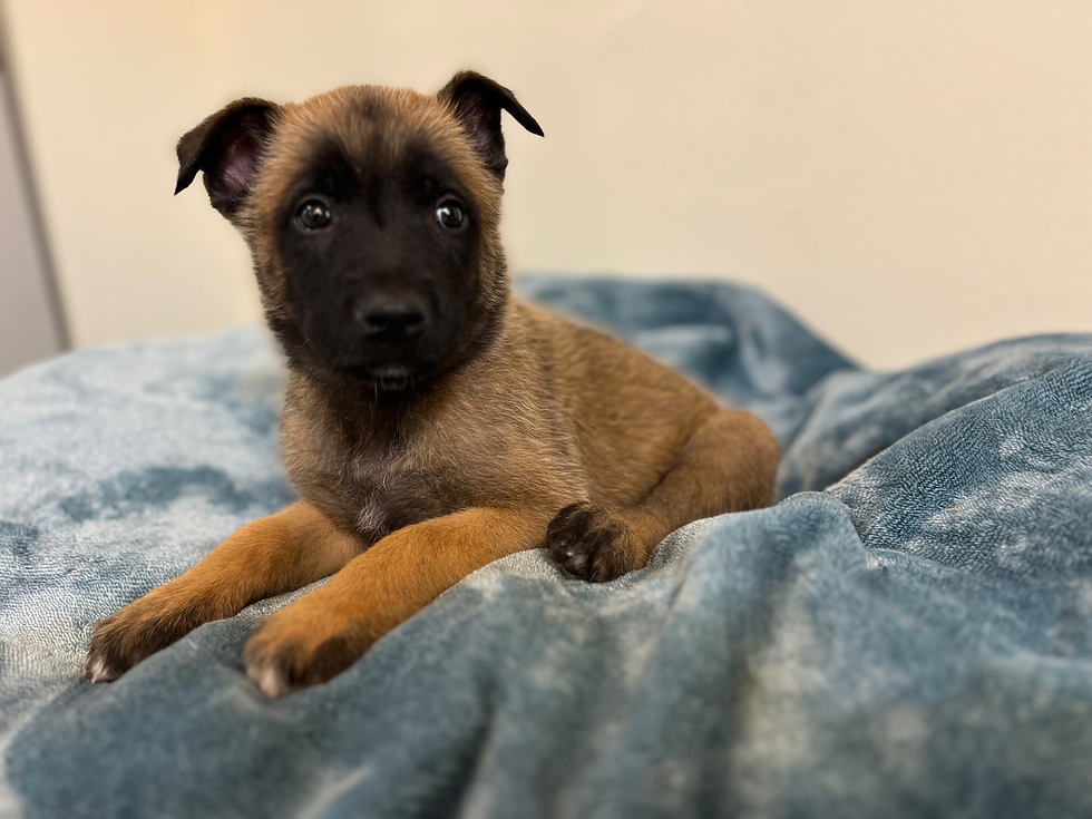 Light Green - 6 Weeks Old