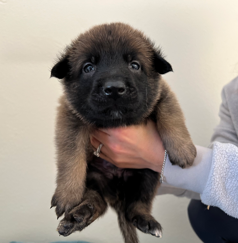 White Collar - 4 Weeks