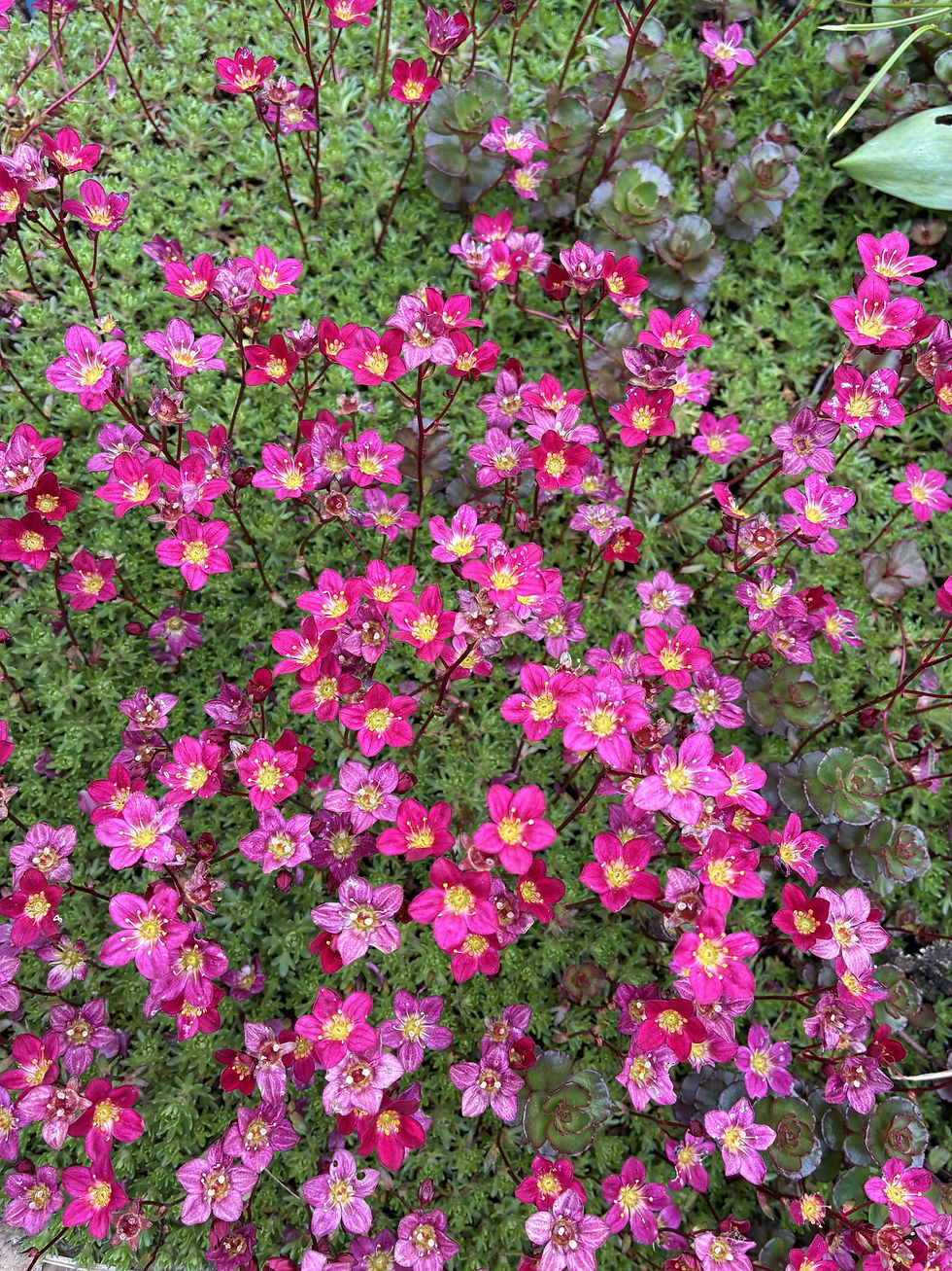 May in the Garden