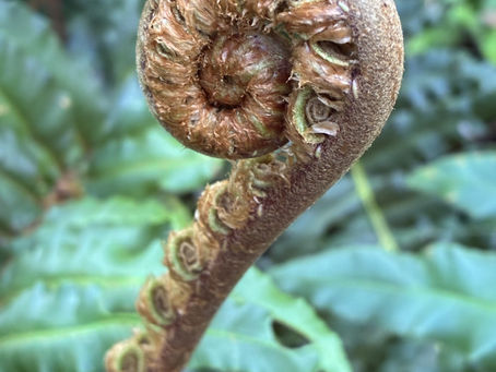 September in the Garden
