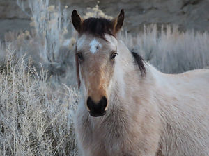 Pawnee - Copy (1).JPG