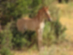 Nakita