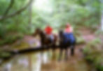 Horesback riding through a forest stream in Hocking Hills Ohio