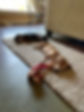 Stillhouse Luxury Pet Hotel mini dachshund puppies.