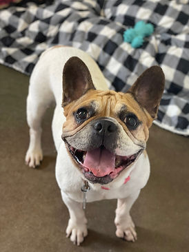 Stillhouse Luxury Pet Hotel French bulldog.