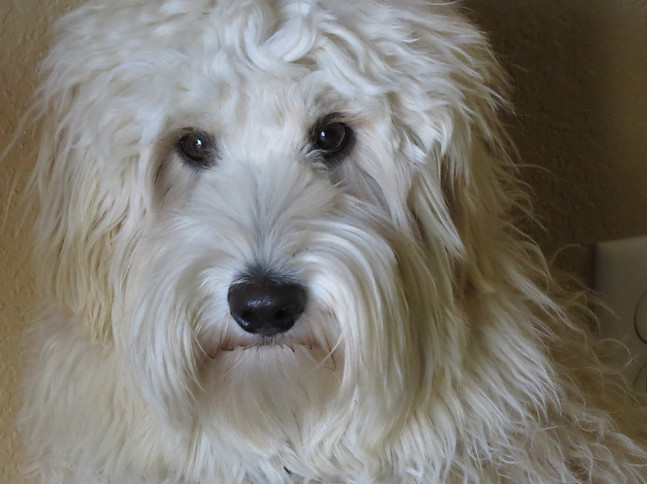 Stillhouse Luxury Pet Hotel Goldendoodle.