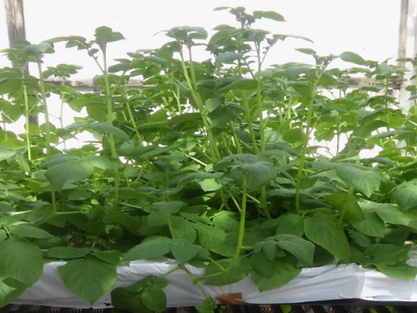 HIDROPONIA CASERA: PASOS A TENER EN CUENTA PARA PRODUCIR CULTIVO SIN SUELO.