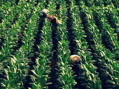 UN 46% ES EL AUMENTO QUE LOGRARON LOS PRODUCTORES TABACALEROS