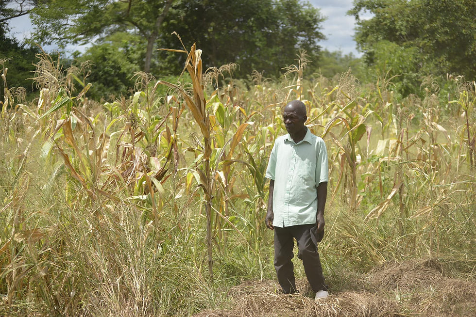 Rural farmers in Zambia are leveraging new agrotechnologies to mitigate drought. Photo provided by author.