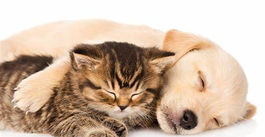 夏場は特に！ペットのケアを安心して行う方法