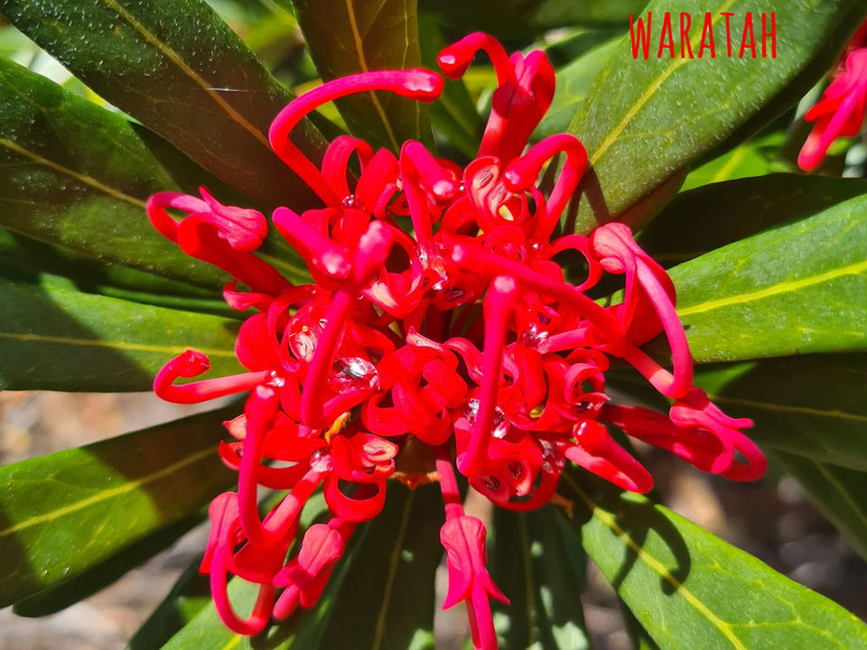tasmanian waratah