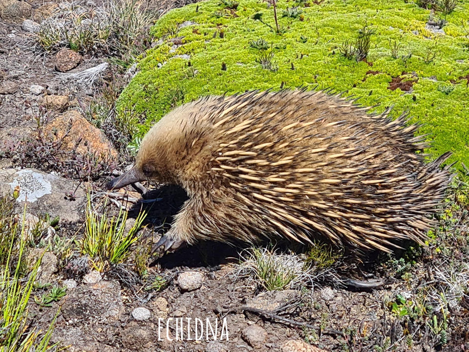 echidna , native tasmanian marsupial